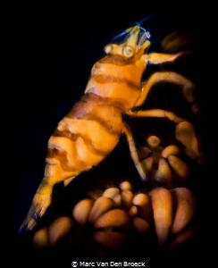 bugs by Marc Van Den Broeck 